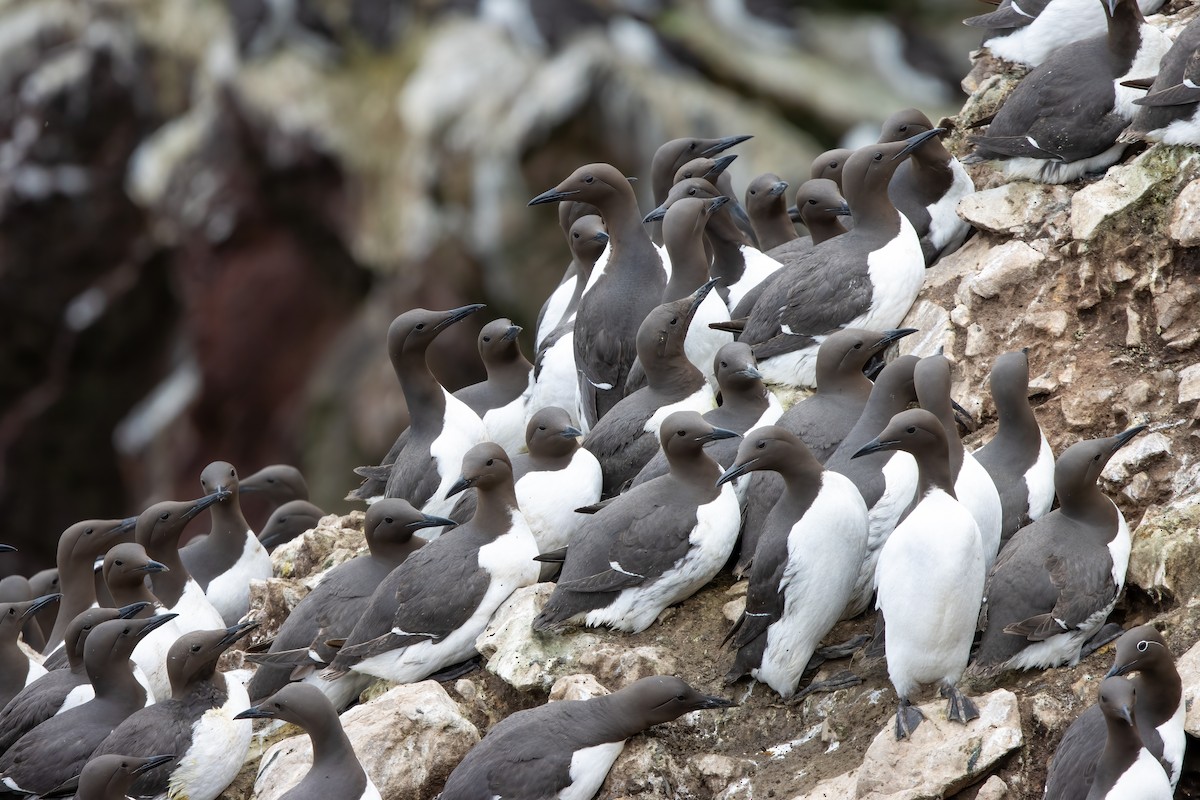 Common Murre - ML646045202
