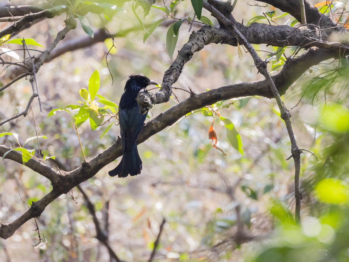 Hair-crested Drongo - ML646045203