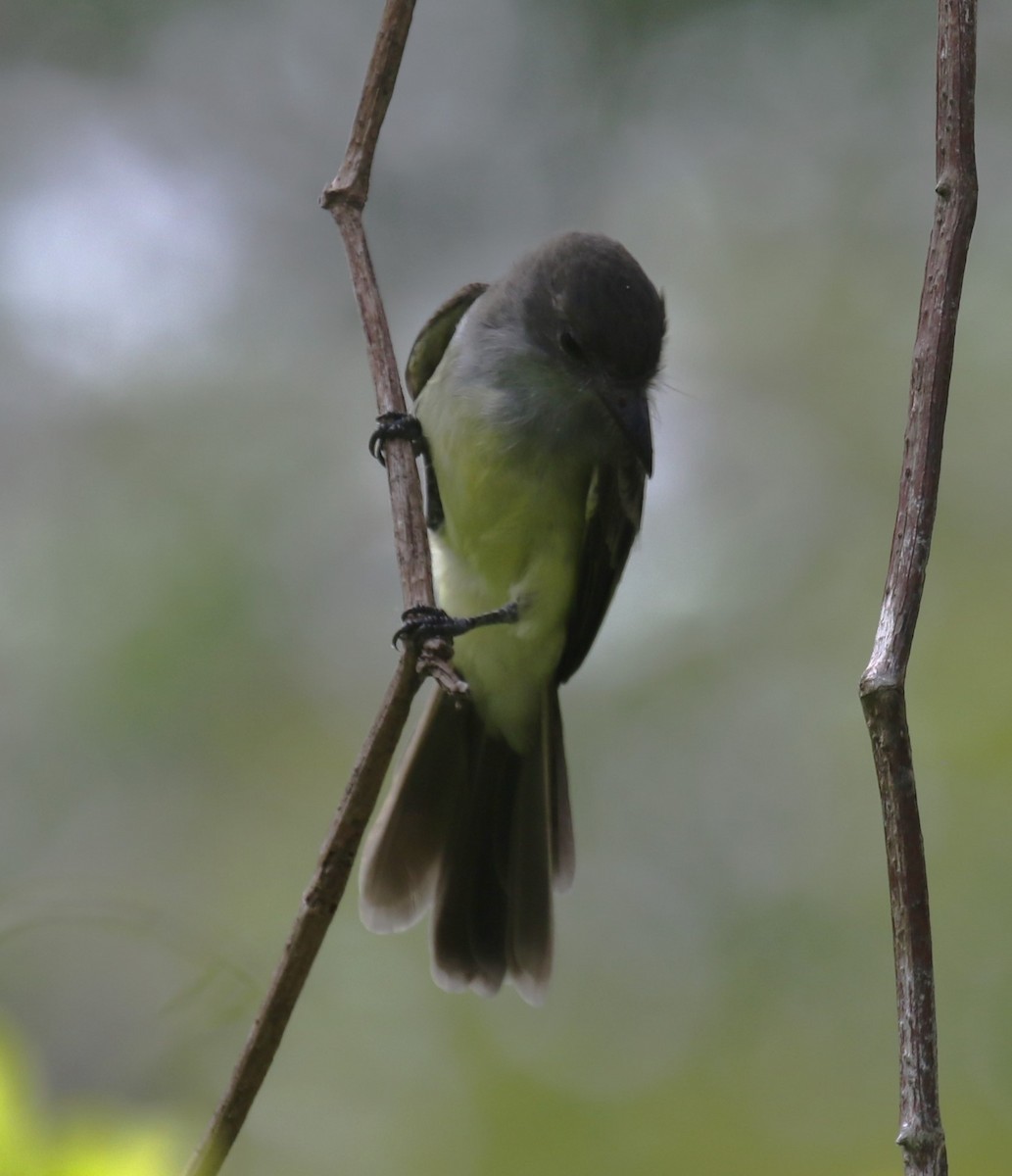 Short-crested Flycatcher - ML646045204