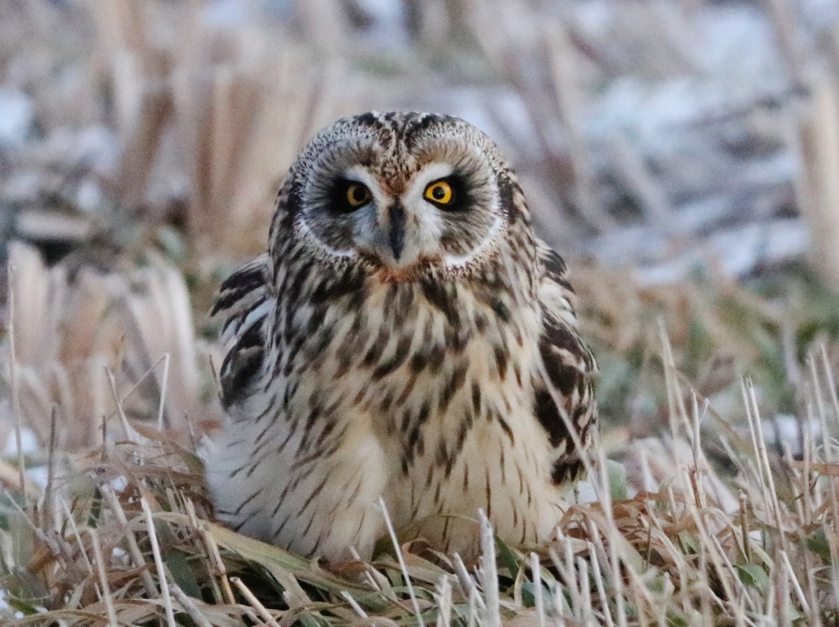 Short-eared Owl - ML646045206