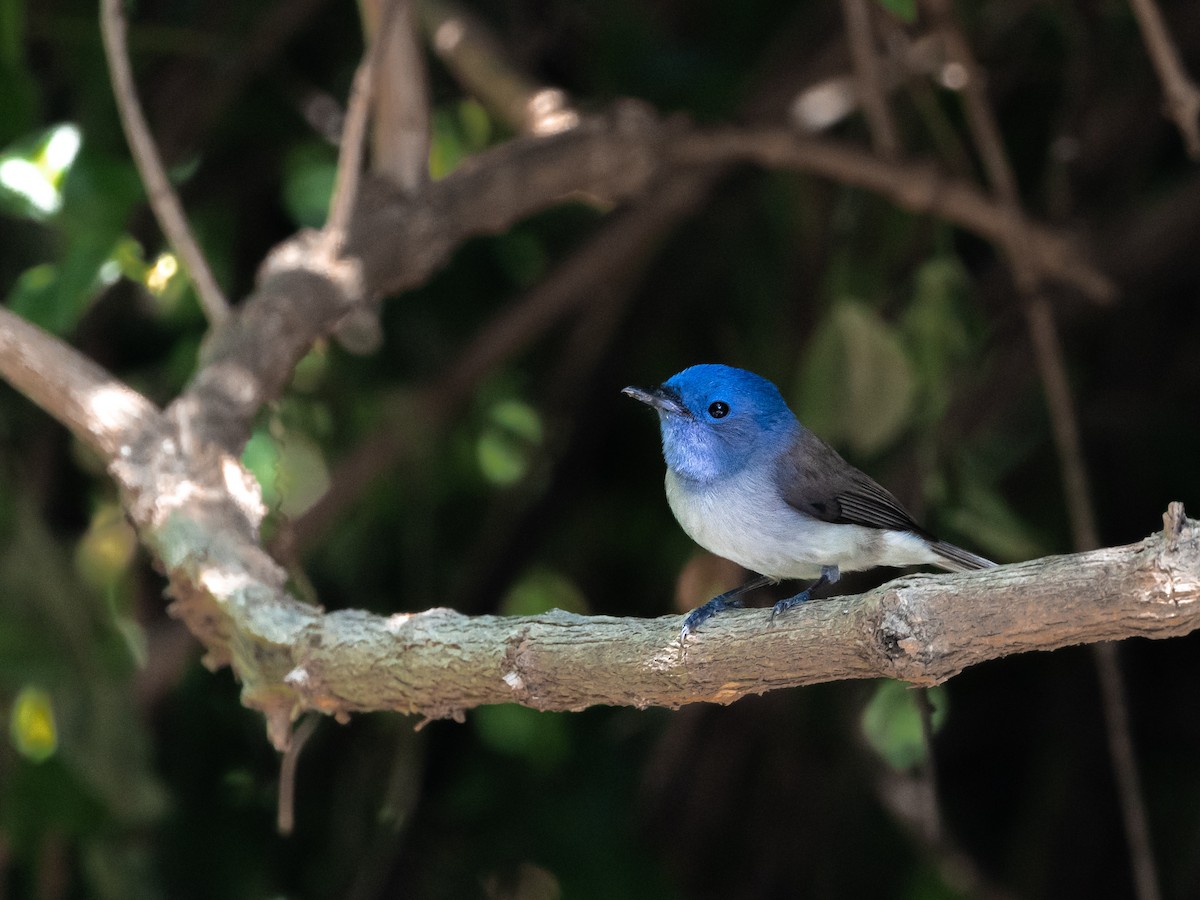 Black-naped Monarch - ML646045207