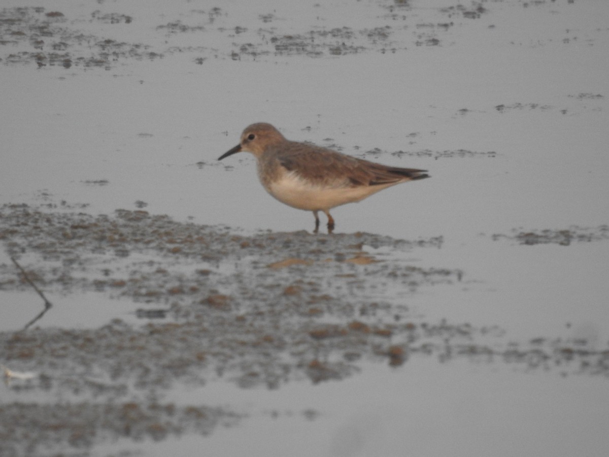 Temminck's Stint - ML646045213