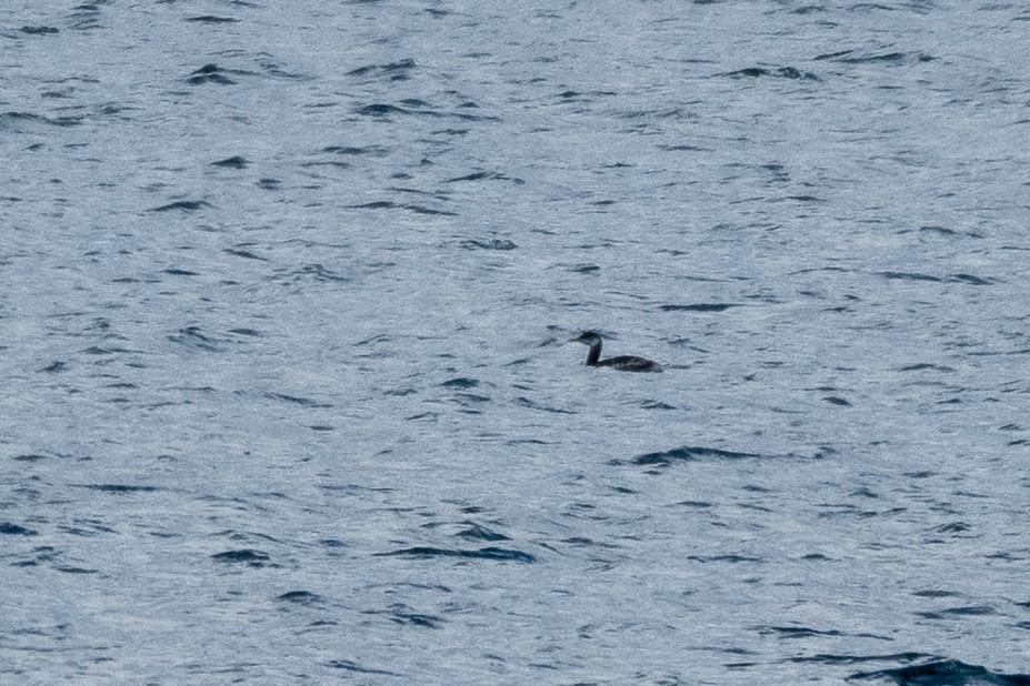 Red-necked Grebe - ML646045216