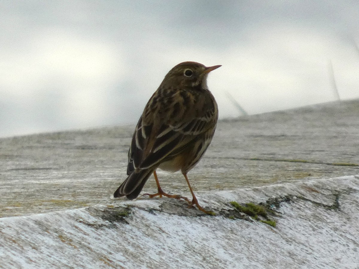Meadow Pipit - ML646045217