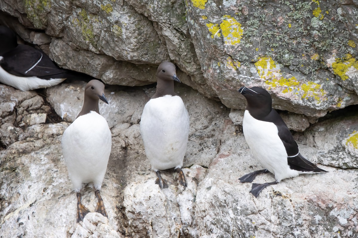 Common Murre - ML646045218