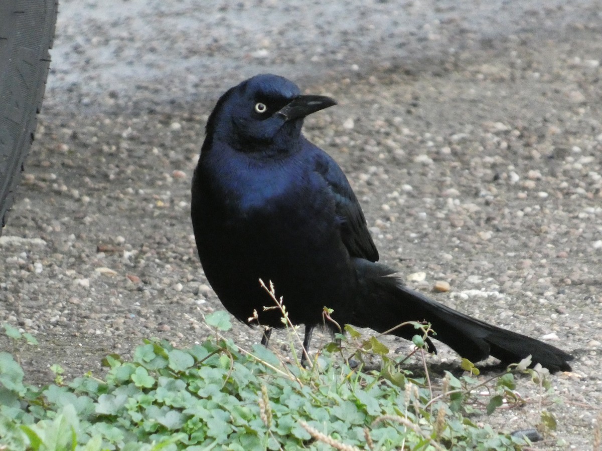 Boat-tailed Grackle - ML646045220