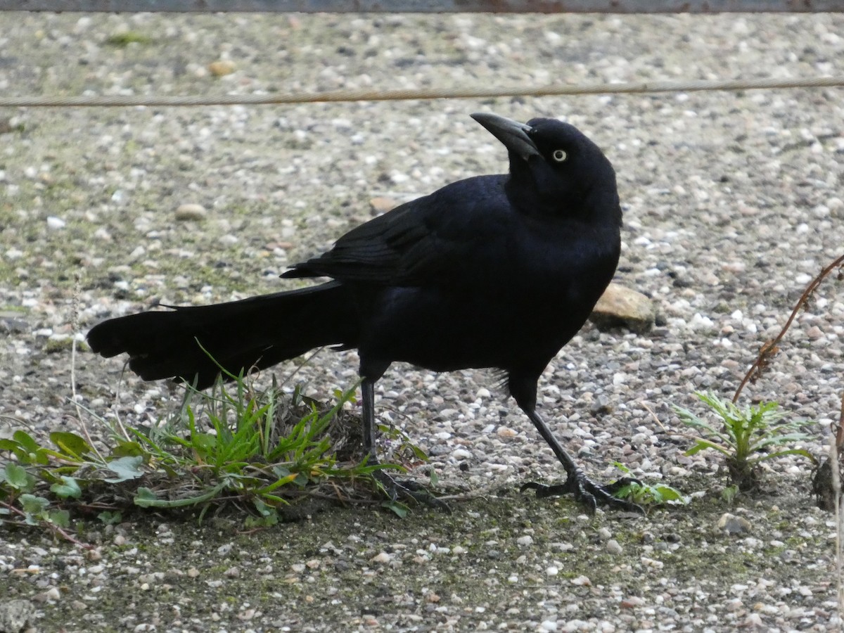 キタオナガクロムクドリモドキ - ML646045221