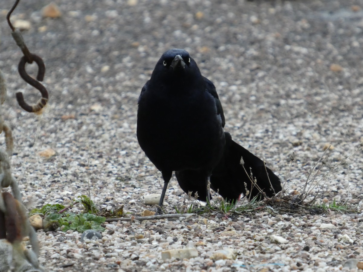 Boat-tailed Grackle - ML646045222