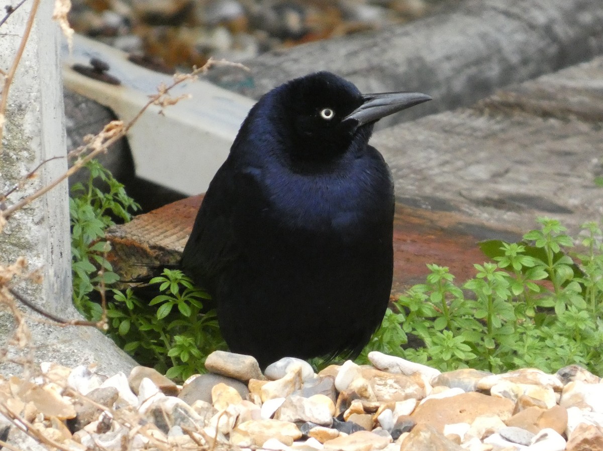 キタオナガクロムクドリモドキ - ML646045223