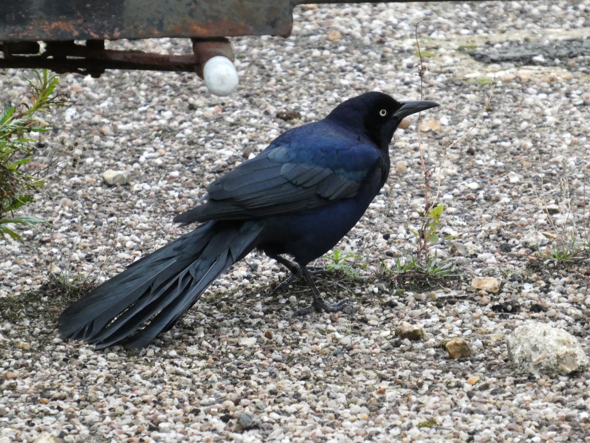 Boat-tailed Grackle - ML646045224