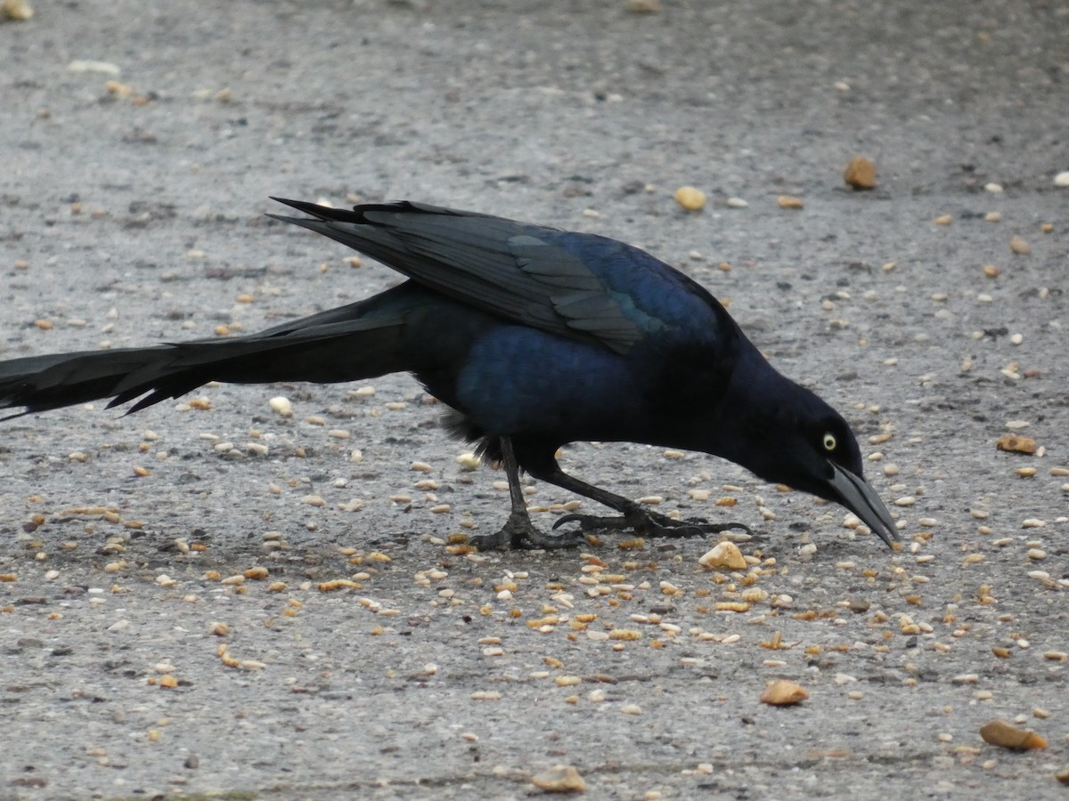 キタオナガクロムクドリモドキ - ML646045225