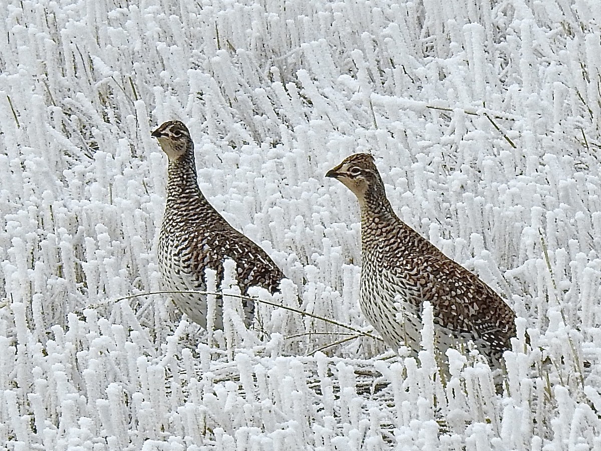 Sharp-tailed Grouse - ML646045231