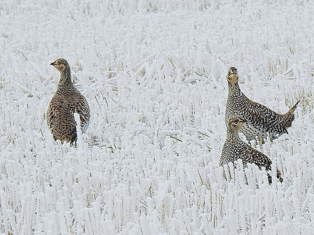 Sharp-tailed Grouse - ML646045232