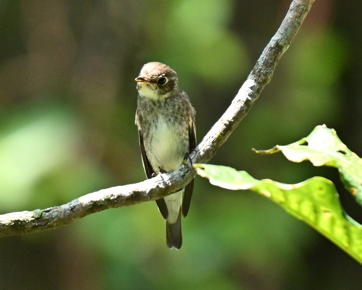 Dark-sided Flycatcher - ML646045246