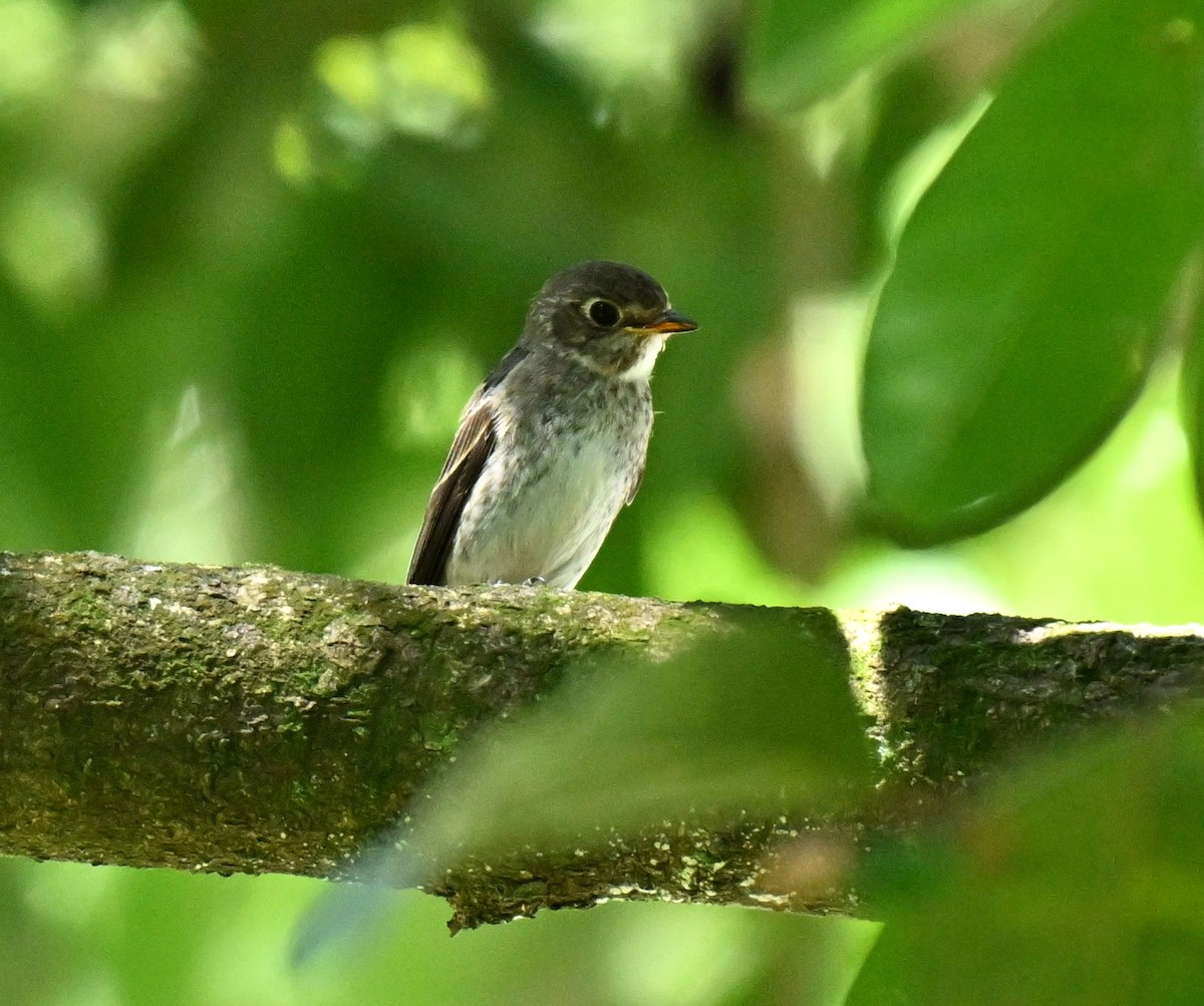 Dark-sided Flycatcher - ML646045247