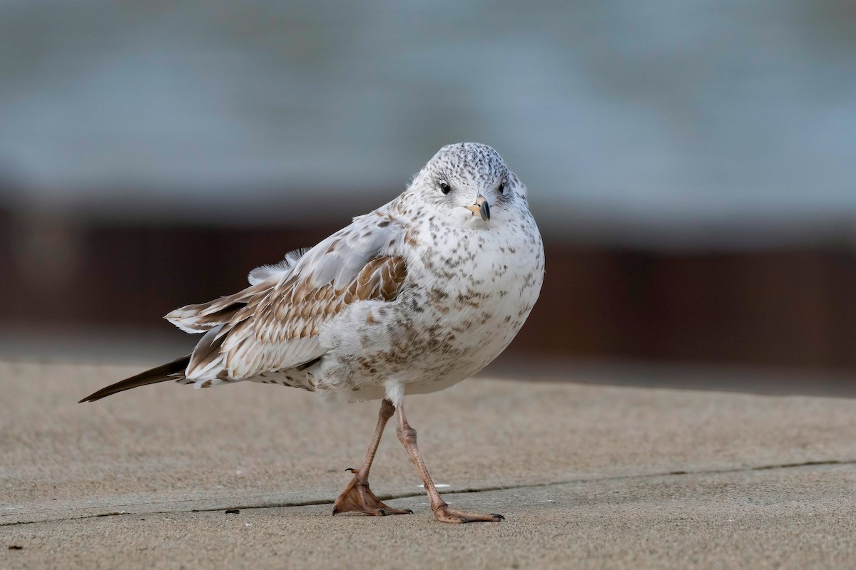 Ring-billed Gull - ML646045267