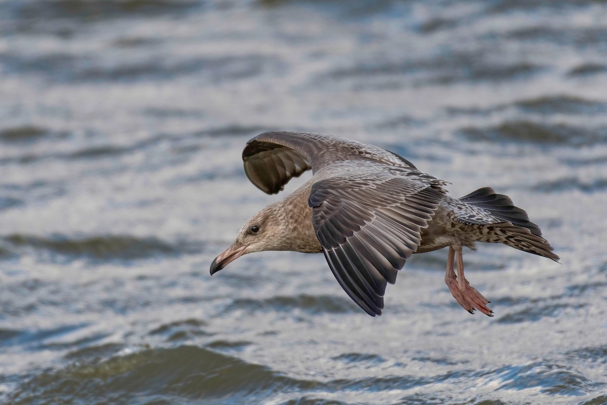 American Herring Gull - ML646045281