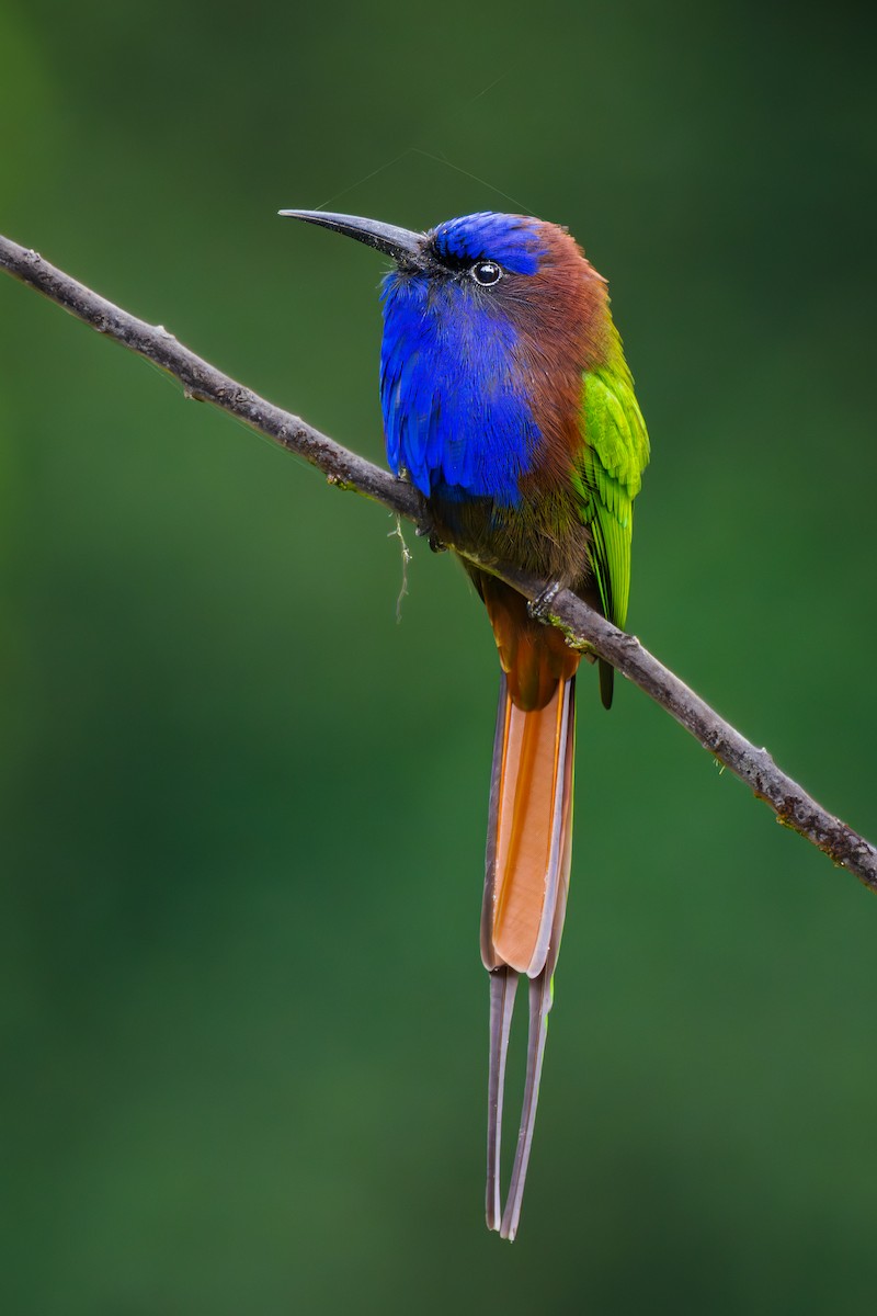 Purple-bearded Bee-eater - ML646045295