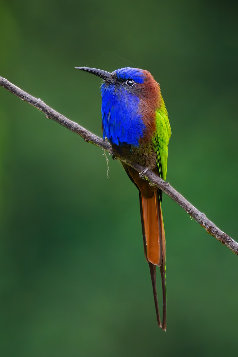 Purple-bearded Bee-eater - ML646045296