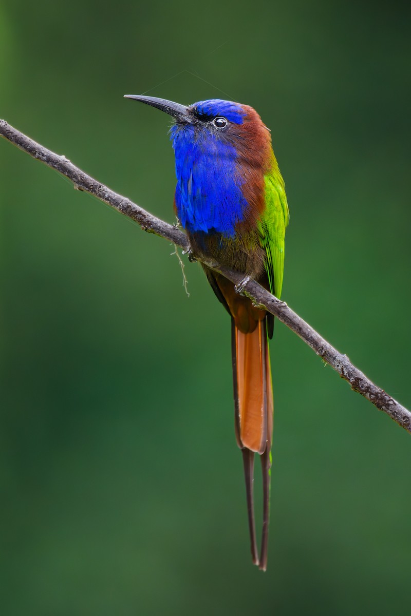 Purple-bearded Bee-eater - ML646045297