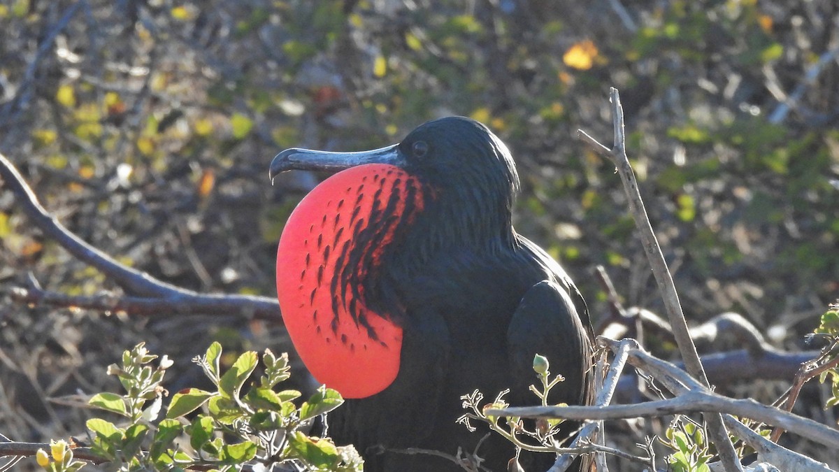 Great Frigatebird - ML646045304