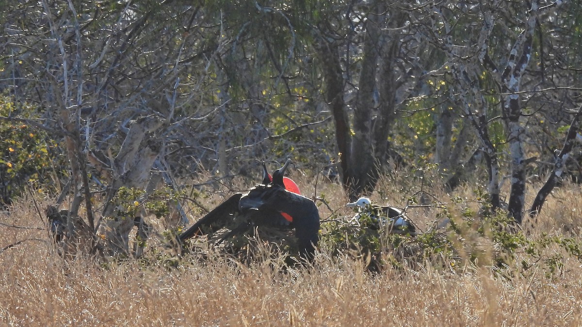 Great Frigatebird - ML646045305
