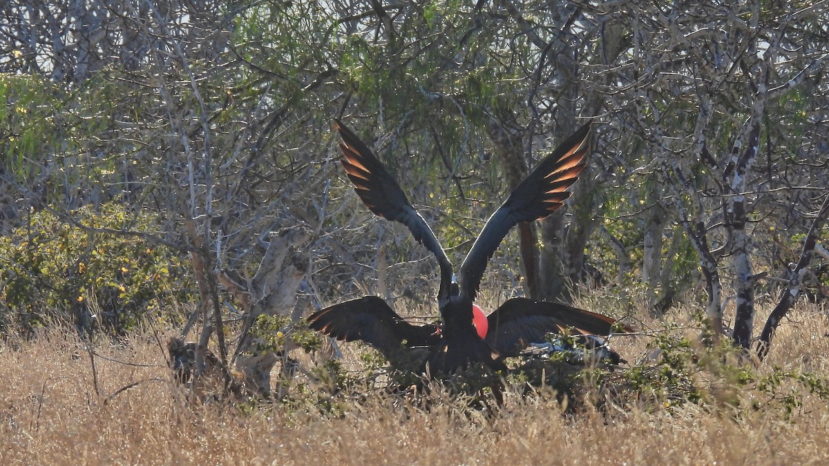 Great Frigatebird - ML646045306