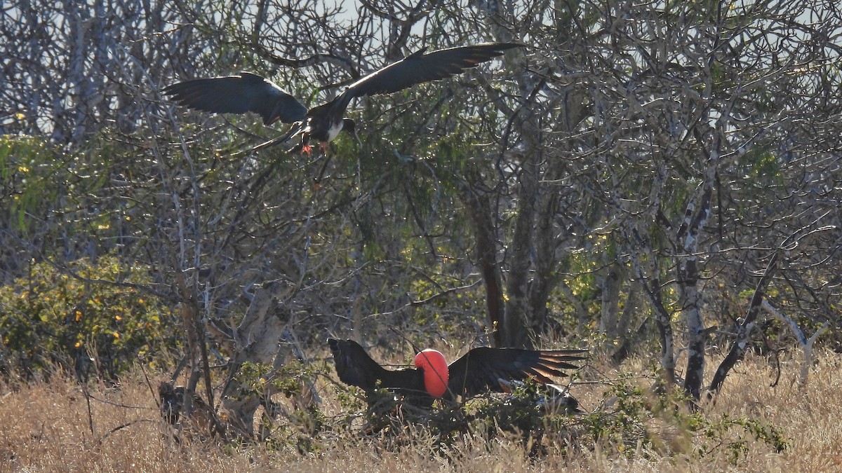 Great Frigatebird - ML646045307