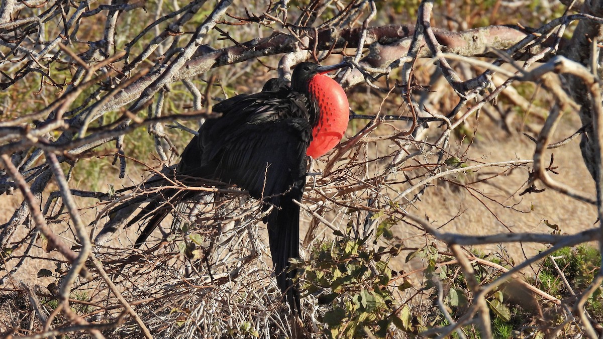 Great Frigatebird - ML646045309