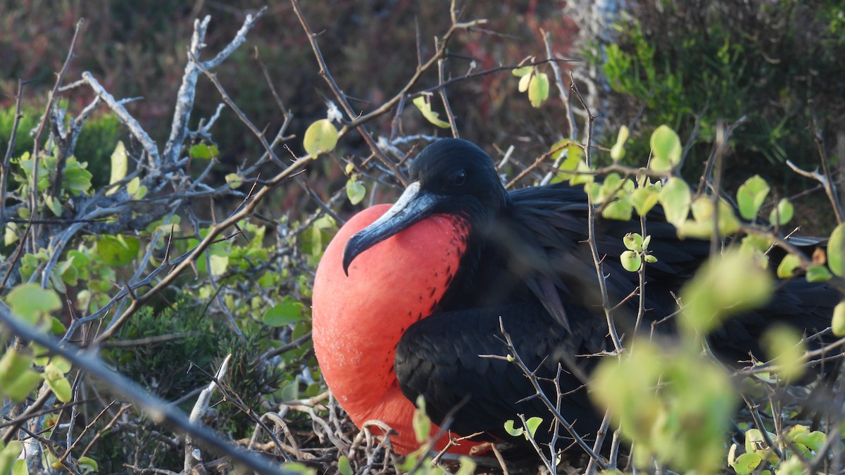 Great Frigatebird - ML646045310