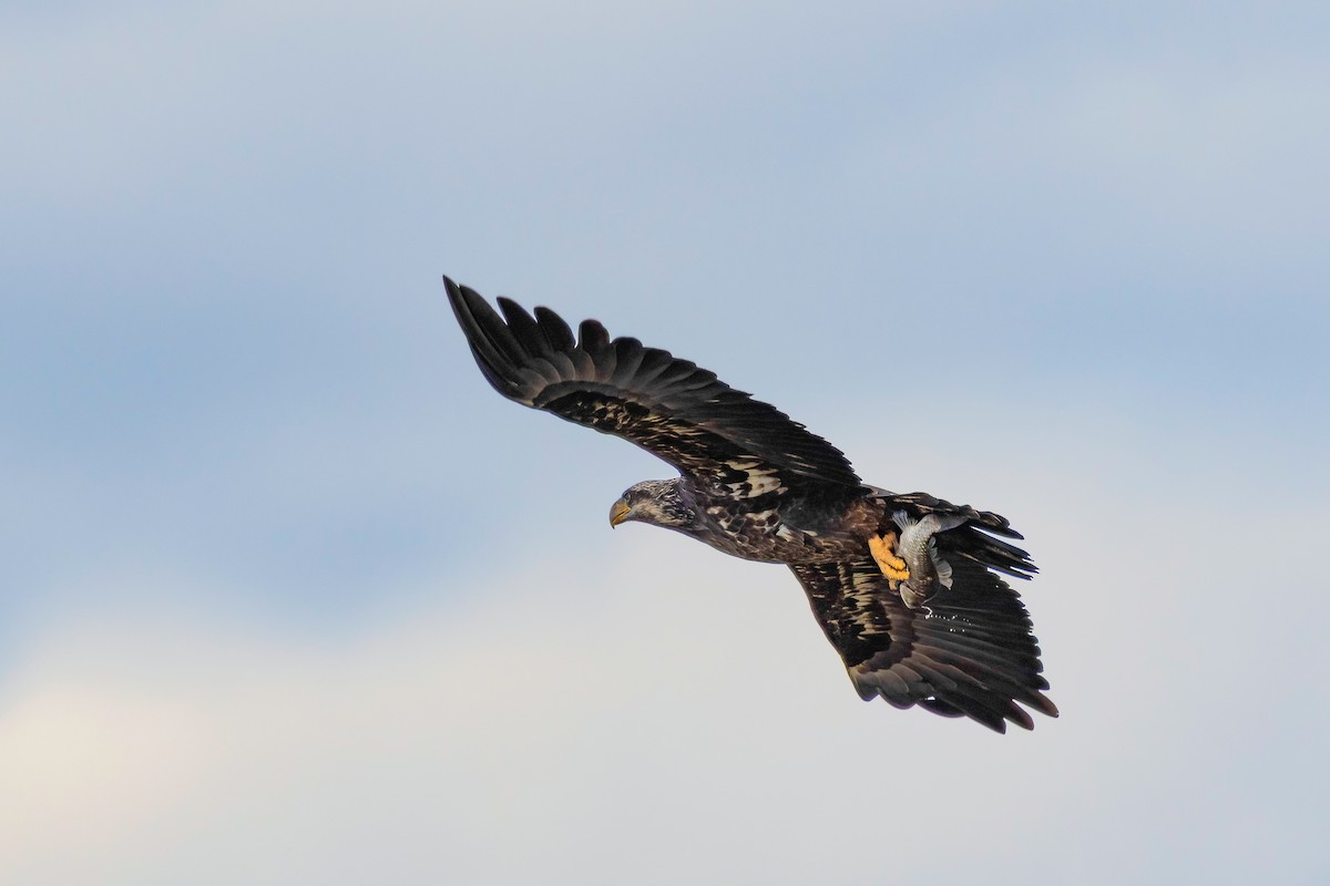 Bald Eagle - ML646045312