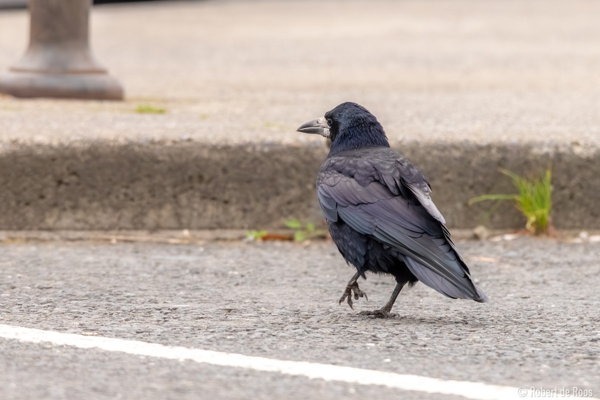 Ekin Kargası - ML646045316