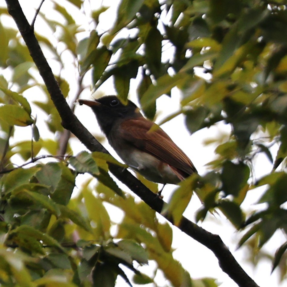 Siyah Japon Monarkı - ML646045317