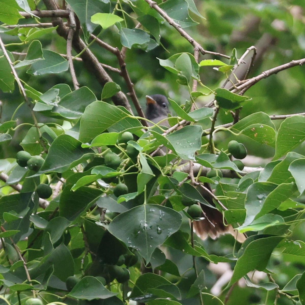 Siyah Japon Monarkı - ML646045318