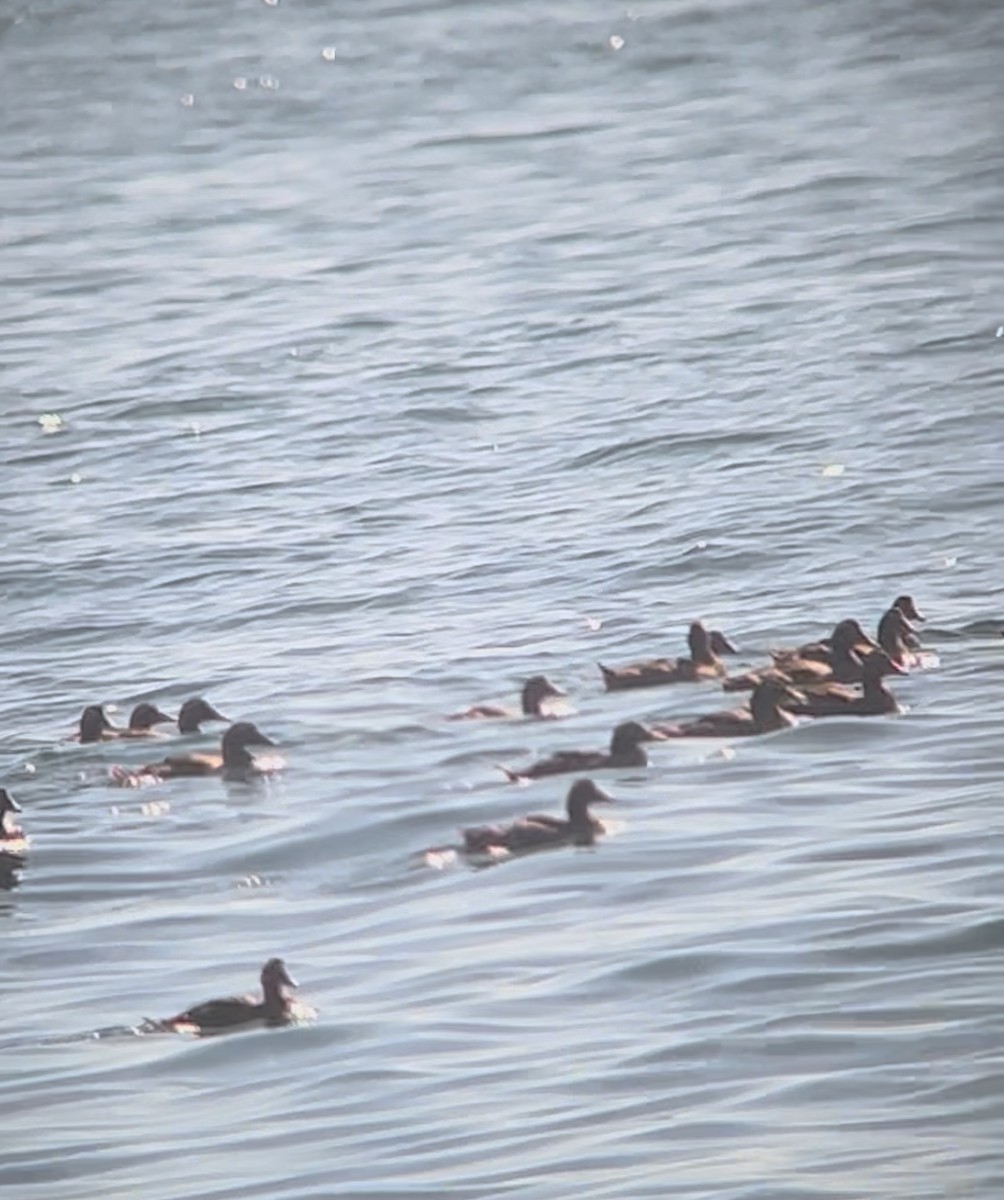 Eider arrunta - ML646045321