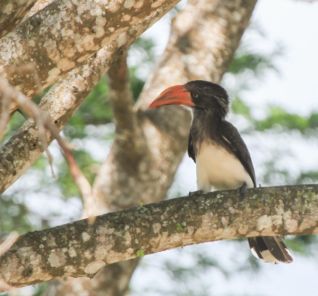 Crowned Hornbill - ML646045333
