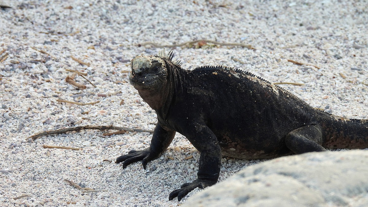 Animals - ML646045340