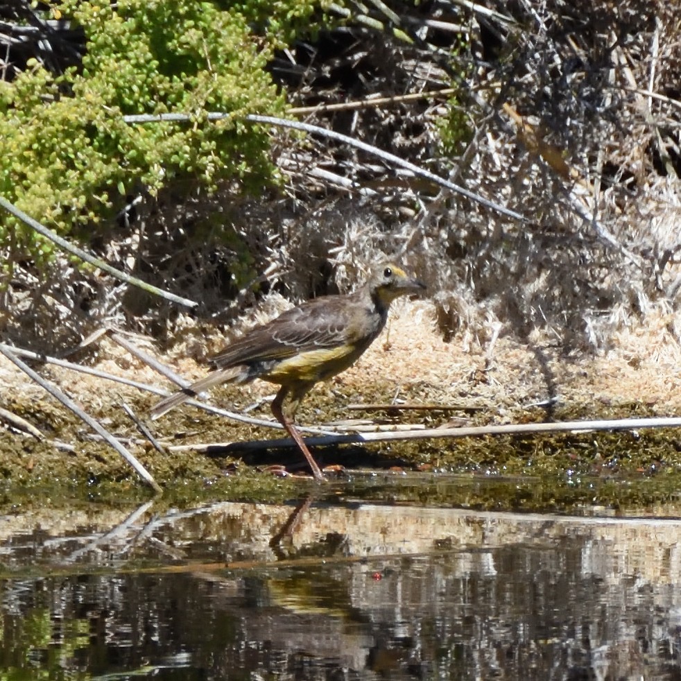 Orange-throated Longclaw - ML646045349