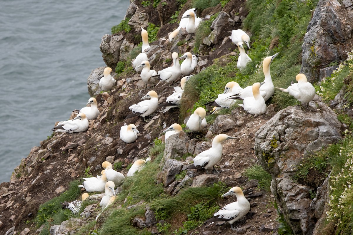 havsule - ML646045350