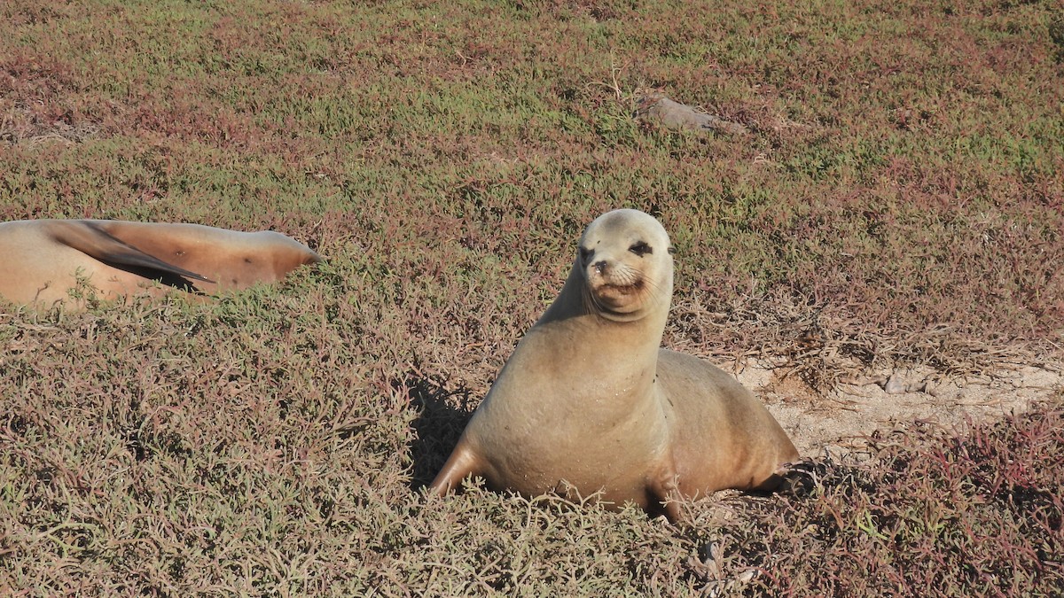 Animals - ML646045364