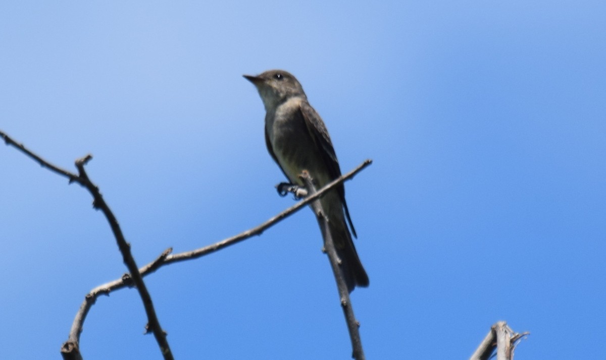 Blasskehl-Schnäppertyrann - ML646045365