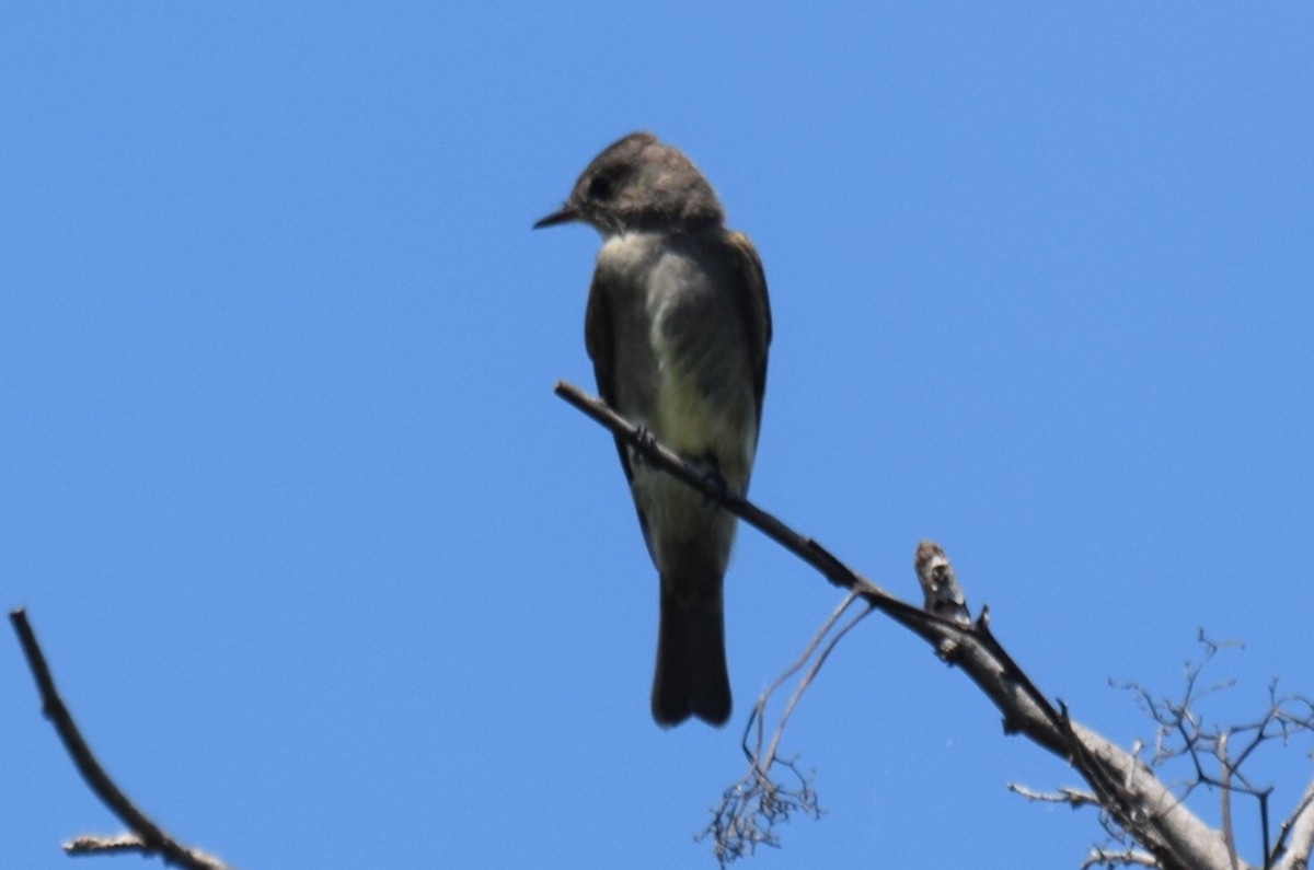 Blasskehl-Schnäppertyrann - ML646045366