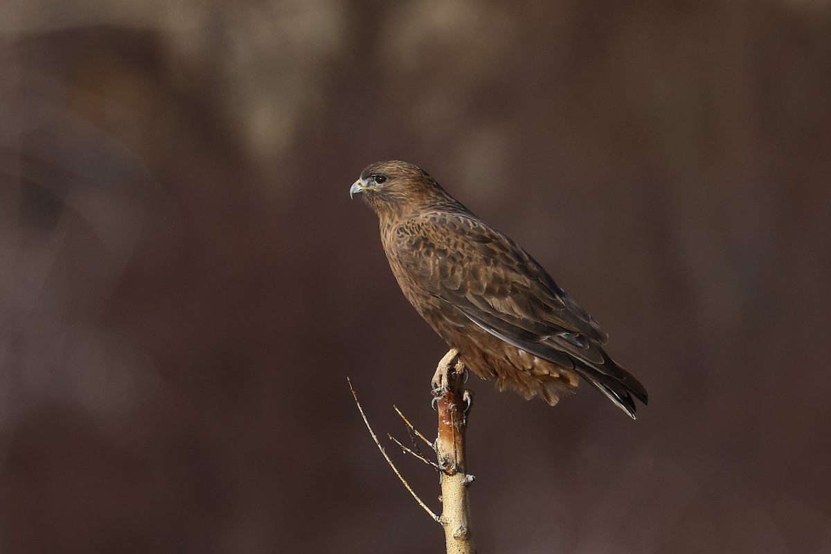 Common Buzzard - ML646045370