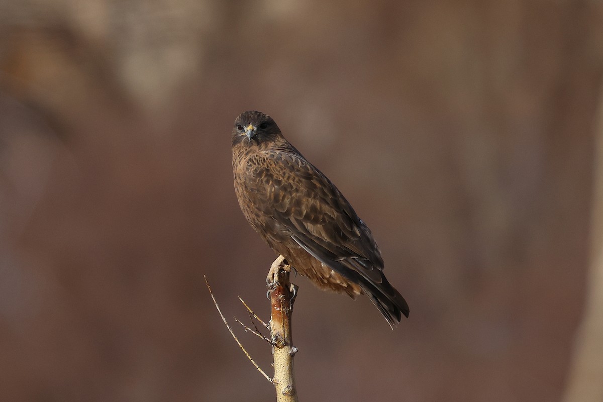 Common Buzzard - ML646045371