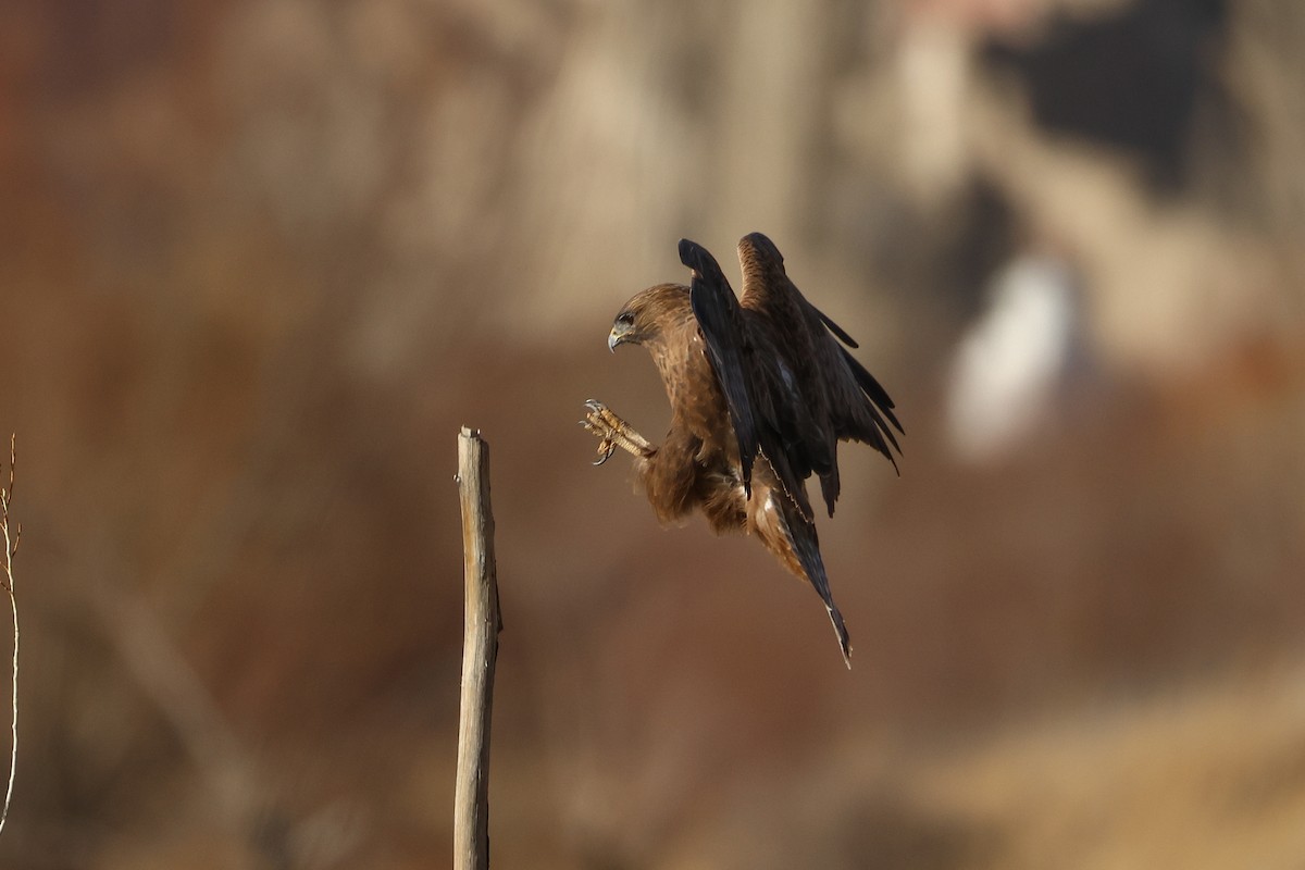 Common Buzzard - ML646045373