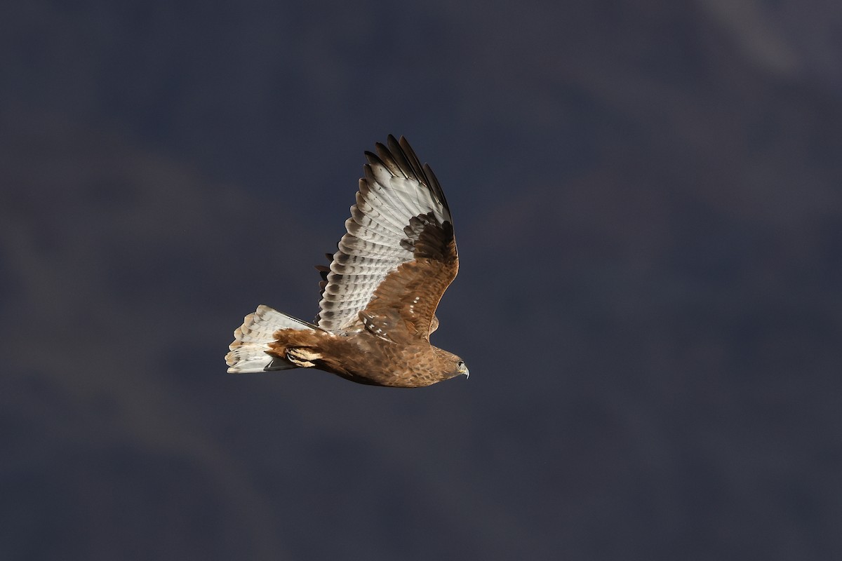 Common Buzzard - ML646045374