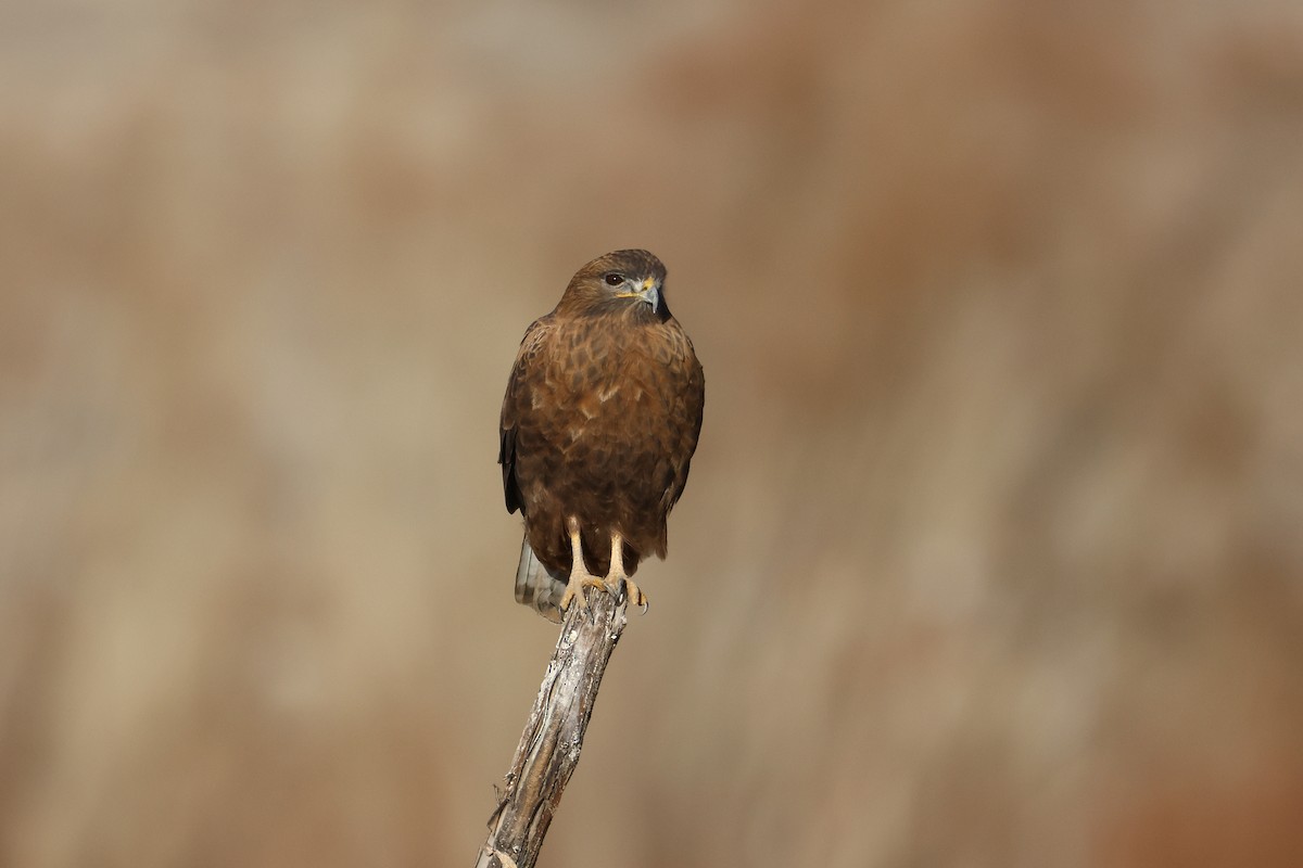 Common Buzzard - ML646045377
