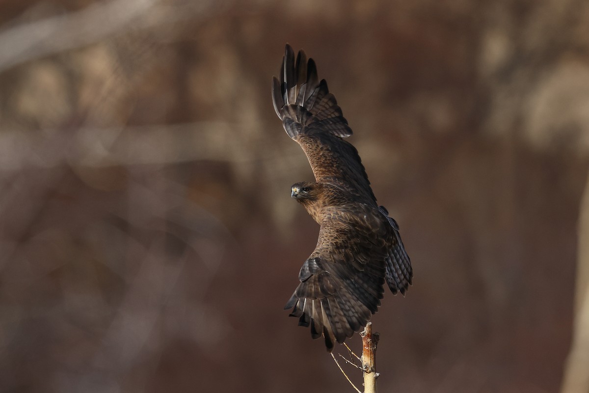 Poiana - ML646045378