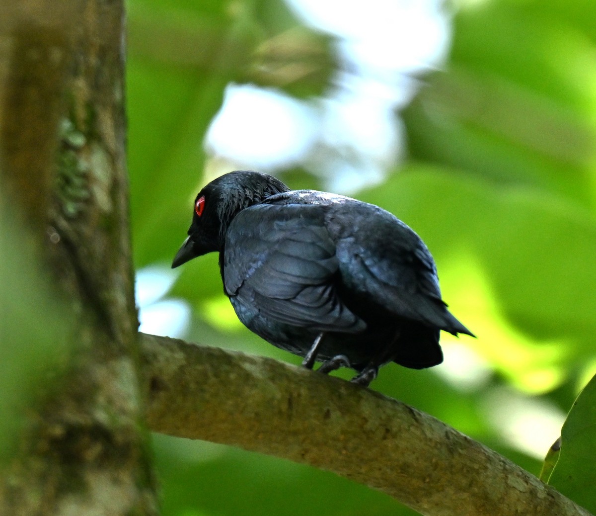 Malay Sığırcığı - ML646045380