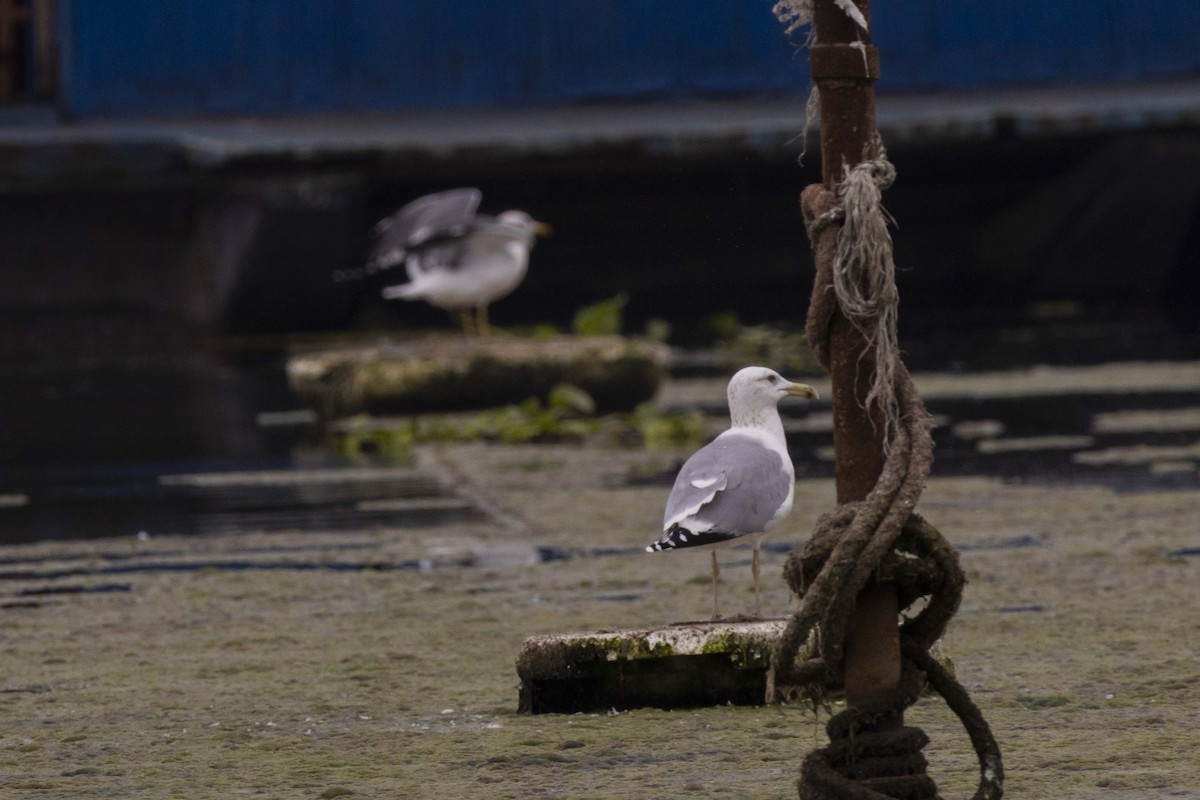 Caspian Gull - ML646045382